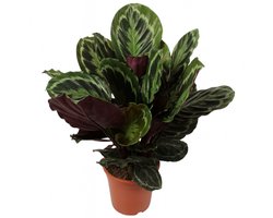 JouwGoods - Calathea Medaillon - Pauwenplant - Kamerplanten - Luchtzuiverend - Gemakkelijk Onderhouden - Diervriendelijk - 70 - 80 cm Hoog - Pot 21 cm