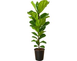 JouwGoods - Ficus Lyrata - Vioolbladplant - Kamerplanten - Luchtzuiverend - Gemakkelijk Onderhouden - Pot 21 cm - 80 - 100 cm Hoog