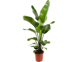 JouwGoods - Strelitzia Nicolai - Paradijsvogelplant - Paradijsvogelbloem - Kamerplanten - Luchtzuiverend - Gemakkelijk Onderhouden - Pot 21cm - 110 - 120cm Hoog