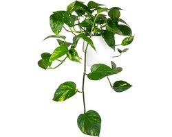 JUNAVERA Epipremnum Aureum | In 12 cm Pot