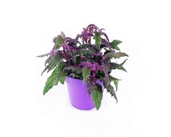 Junavera Gynura aurantiaca | paarse fluweel terrariumplant, ook mooi in de woonkamer | 7 cm pot | 12 cm hoog