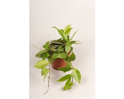 JUNAVERA Hoya 'Sunrise' terrariumplant | ook als kamerplant | 12 cm pot | 15 cm hoog