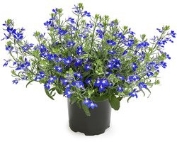 JUNAVERA Lobelia erinus 'Hot Blue' | intensblauw bloeiertje voor balkonbak en hanging basket | 10 cm pot | ca. 10 cm hoog