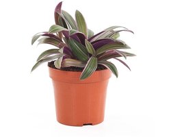 JUNAVERA Tradescantia spathacea 'Sitara' terrariumplant en kamerplant | 9 cm pot | 26 cm hoog
