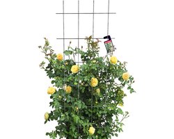KADAX Trellis hekwerk voor tuin, planten, balkon, terras, metalen latwerk, klimhulp, klimrooster van staal, klimhulp, rozentrellis, plantenrooster (60 x 150 cm)