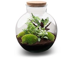 Kado Tip! DIY Planten Terrarium (met verlichting), Bolder Bob met Kurk, Ø31cm, ↑ 30cm, Zelfvoorzienend Ecosysteem , Complete Set met Planten en Mossen zonder Tools, Onderhoudsarm, Eyecatcher