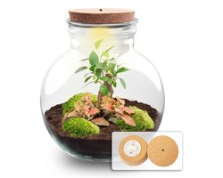 Kado Tip! DIY Planten Terrarium (met verlichting), Teddy Bonsai met led-Kurk, Ø25cm, ↑ 26.5cm, Zelfvoorzienend Ecosysteem , Complete Set met Planten en Mossen zonder Tools, Onderhoudsarm, Eyecatcher
