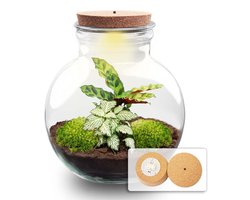 Kado Tip! DIY Planten Terrarium (met verlichting), Teddy met ledKurk, Ø25cm, ↑ 26.5cm, Zelfvoorzienend Ecosysteem , Complete Set met Planten en Mossen zonder Tools, Onderhoudsarm, Eyecatcher