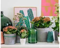 Kalanchoe | Oranje per 3 stuks - Buiten- en binnenplant in kwekerspot ⌀12 cm - 25-30 cm