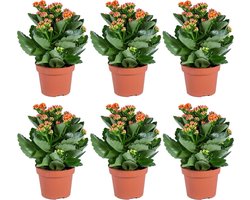 Kalanchoe | Oranje per 6 stuks - Buiten- en binnenplant in kwekerspot ⌀12 cm - 25-30 cm
