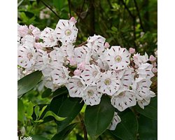 Kalmia Latifolia - Berglaurier;Breedbladige lepelstruik  25-30 cm pot