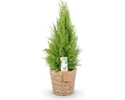 Kamerconifeer Wilma - Kamerplant Conifeer - Woonkamer Decoratie - Onderhoudsvriendelijk - 85-95 cm - Geelgroen