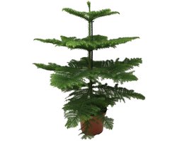 Kamerden Araucaria Heterophylla - 70 cm hoge kamerplant Ø21cm - Groenblijvend