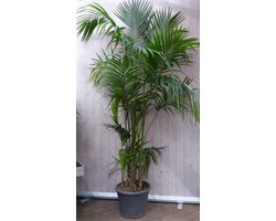 Kamerpalm Kentiapalm 60 cm kamerplant