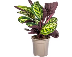 Kamerplant Calathea Roseopicta Groen/Paarse kleur ca. 45 cm hoog