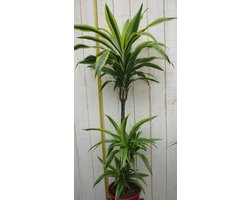 Kamerplant Drakenbloedboom Dracaena Fragrans Geel-Groen 120 cm