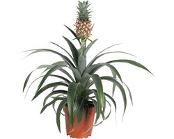 KAMERPLANT EUCOMIS MI AMIGO "ANANASPLANT" POTMAAT 15CM