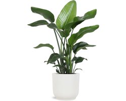 Kamerplant - Tropische Plant - Woonkamer Decoratie - Exotisch Uiterlijk - 120 cm - Groen