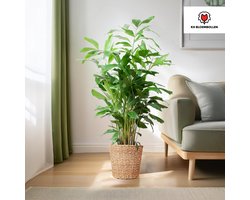 Kamerplant XL inclusief gratis mand - 135cm - Ø24