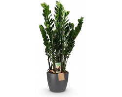 Kamerplant - ZZ-plant - Weinig onderhoud - Groeit in schaduw - 80-90cm hoog - Groen