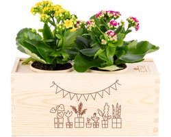 Kamerplanten cadeau – verjaardag – met watergeefsysteem - BloomsBox