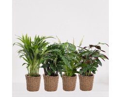 Kamerplanten set met 4 planten in siermand Amber Grof – luchtzuiverende kamerplant – meerjarige plant – Areca - Calathea Blue Grass - Calathea Compactstar - Spathiphyllum – groenblijvende planten set 4 stuks - ↕35-50cm - Ø13 – vers uit de kwekerij