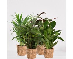 Kamerplanten set met 4 planten in siermand Amber Grof – luchtzuiverende kamerplant – meerjarige plant – Areca - Calathea Blue Grass - Calathea Compactstar - Spathiphyllum – groenblijvende planten set 4 stuks - ↕55-75cm - Ø18 – vers uit de kwekerij
