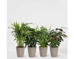 Kamerplanten set met 4 planten in sierpot Babe Grijs – luchtzuiverende kamerplant – meerjarige plant – Areca - Calathea Blue Grass - Calathea Compactstar - Spathiphyllum – groenblijvende planten set 4 stuks - ↕35-55cm - Ø13 – vers uit de kwekerij