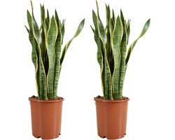 Kamerplanten Set - Vrouwentong Planten - Luchtzuiverend Binnen - Zeer Gemakkelijk Verzorgen - 70-90 cm Hoog - Sansevieria Laurentii