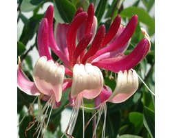 Kamperfoelie / Geitenbaard - Lonicera japonicus ‘Red World' 50-60 cm