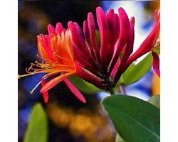 Kamperfoelie Red World (Lonicera) - Groenblijvende / Wintergroene Klimplant - Rood/Oranje & Winterharde Tuinplanten | 1,5 liter pot