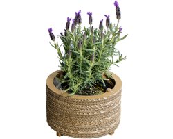 Kartonnen bloempot roos - Maat S - Diameters 21, 23, 25 cm - Kartent