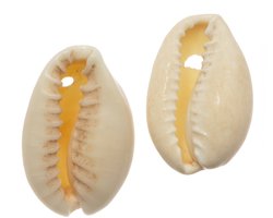Kauri Schelpjes (20 - 23 mm) Seashell (25 gram / ca. 14 stuks)