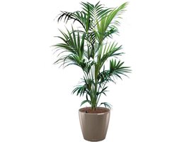 Kentia Howea in watergevende Classico taupe | Palm