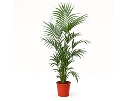 Kentia Palm – Kamerplant – Luchtzuiverend & Makkelijk te Verzorgen – Hoogte 200cm - Pot Ø24cm – Voor Woonkamer of Kantoor – Weinig Onderhoud – Tropische Plant