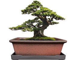 keramische bonsaiplantenpot 20 cm met schotel, ademende ongeglazuurde rechthoekige terracotta pot voor boom, vetplant en cactus, binnen en buiten, roodbruin