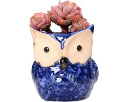 Keramische Uil Potten - Bloempotten Mini - Planten Binnen Buiten - Handgeschilderd Design - 7 x 7.5 cm - Multicolor