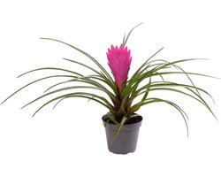 Kerst - Tillandsia Cyanea - ↨ 15cm - Potmaat 6 - Exclusieve Kwaliteit Planten - Kamer Plant - Kamerplanten - Sfeer - Interieur