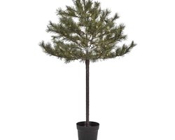 Kerstboom Peuce natuur 150cm