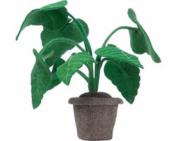 KidsDepot Plant - Alocasia