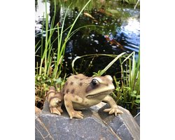 Kikker bruin (Deb) 6,5 cm hoog - levensecht - polyester - polystone - beeld - tuinbeeld - hoogkwalitatieve kunststof - decoratiefiguur - interieur - accessoire - voor binnen - voor buiten - cadeau - geschenk - verjaardag