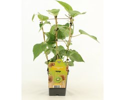 Kiwi - Actinidia deliciosa 'Jenny' - op Rek - hoogte 60 - 70 cm