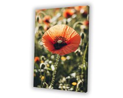 Klaproos in zonovergoten veld - Klaproos muurdecoratie - Muurdecoratie canvas bloem - Realistische kunst - Klassiek schilderijen - Woonkamer accessoires - canvas 50x70 cm