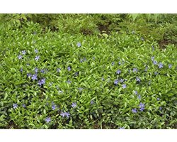 Kleine groenblijvende bodembedekker - winterhard, meerjarig en onderhoudsvriendelijk voor tuin en oppervlaktebegroening