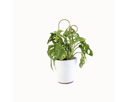 Kleine Plantensteun Goud Bump - Mini Plant Stake Bump Gold - 30 cm hoog Plantensteun - Gerecycled aluminium