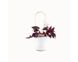 Kleine Plantensteun Goud Hoop - Mini Plant Stake Hoop Gold - 30 cm hoog Plantensteun - Gerecycled aluminium