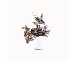 Kleine Plantensteun Goud Perch - Mini Plant Stake Perch Gold - 30 cm hoog Plantensteun - Gerecycled aluminium