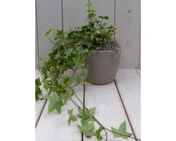 Klimop Hedrea bont taupe pot 25 cm