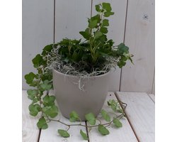 Klimop Hedrea donkergroen taupe pot 25 cm