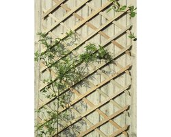 Klimplantgeleider - 60 x 200 cm